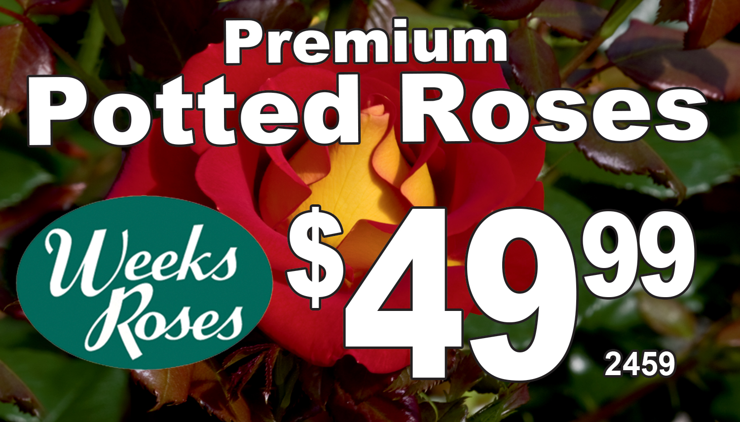 Roses4999